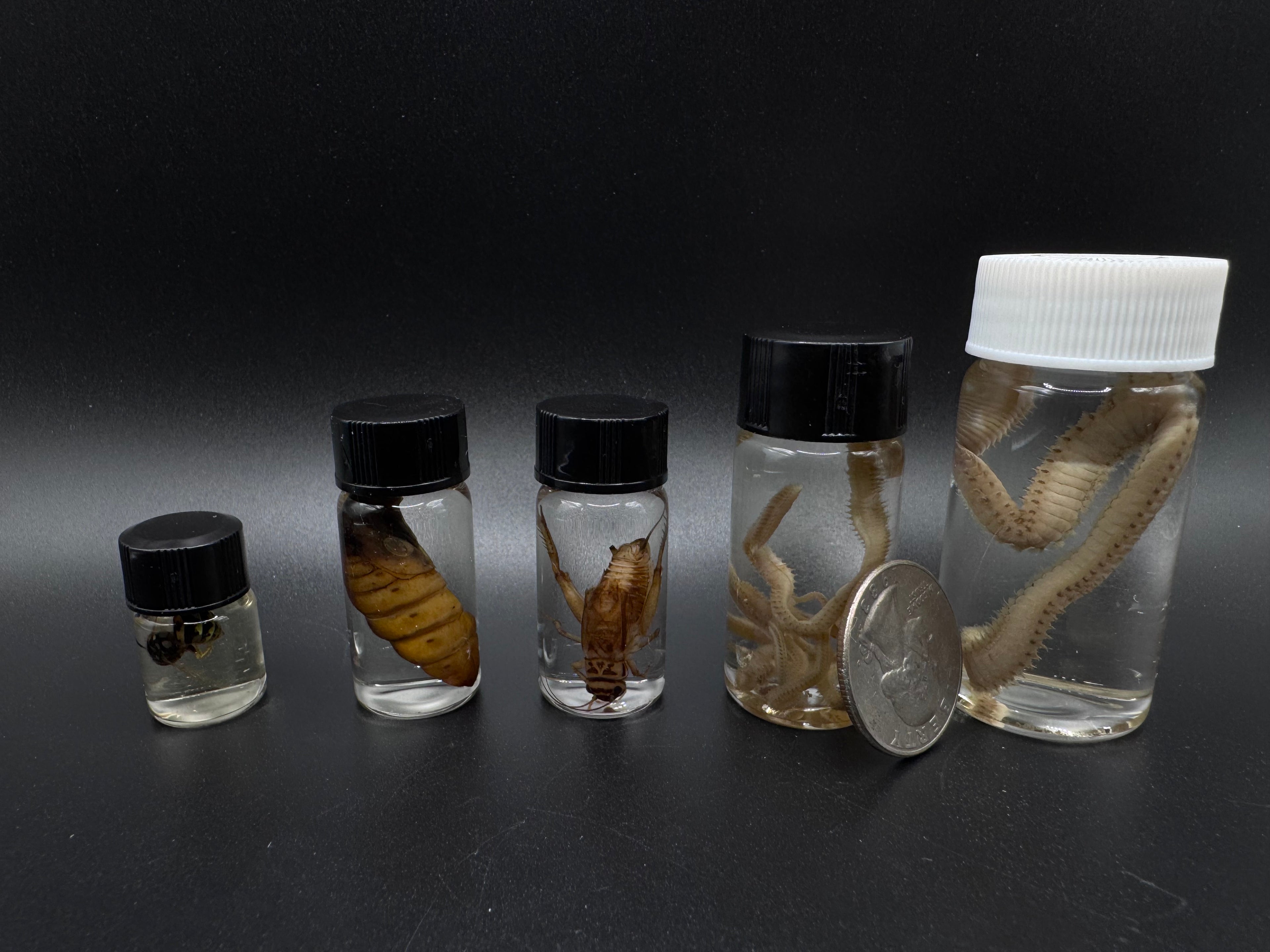 Mini Wet Specimen Set