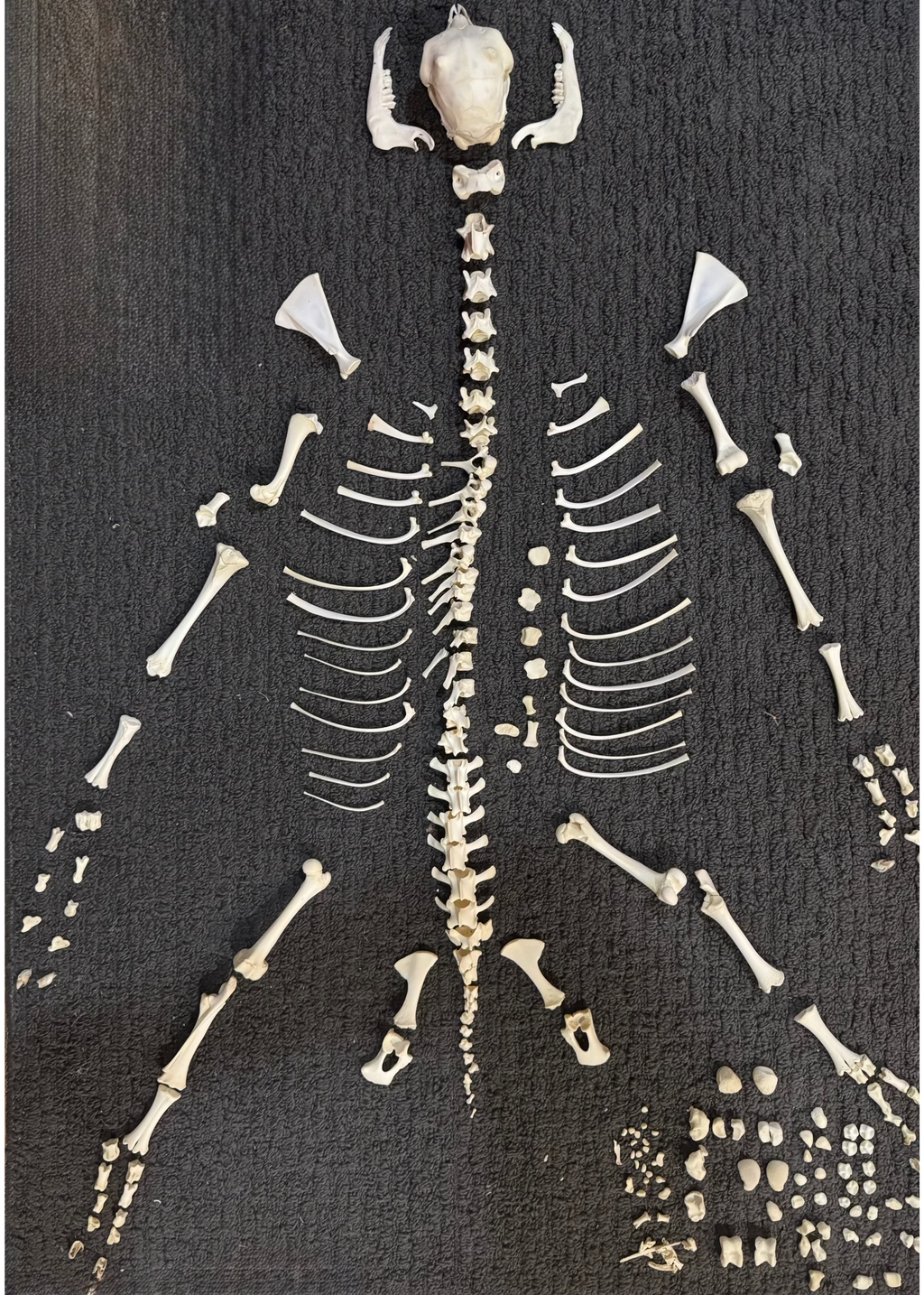 Nigerian Dwarf Goat Skeleton