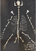 Nigerian Dwarf Goat Skeleton