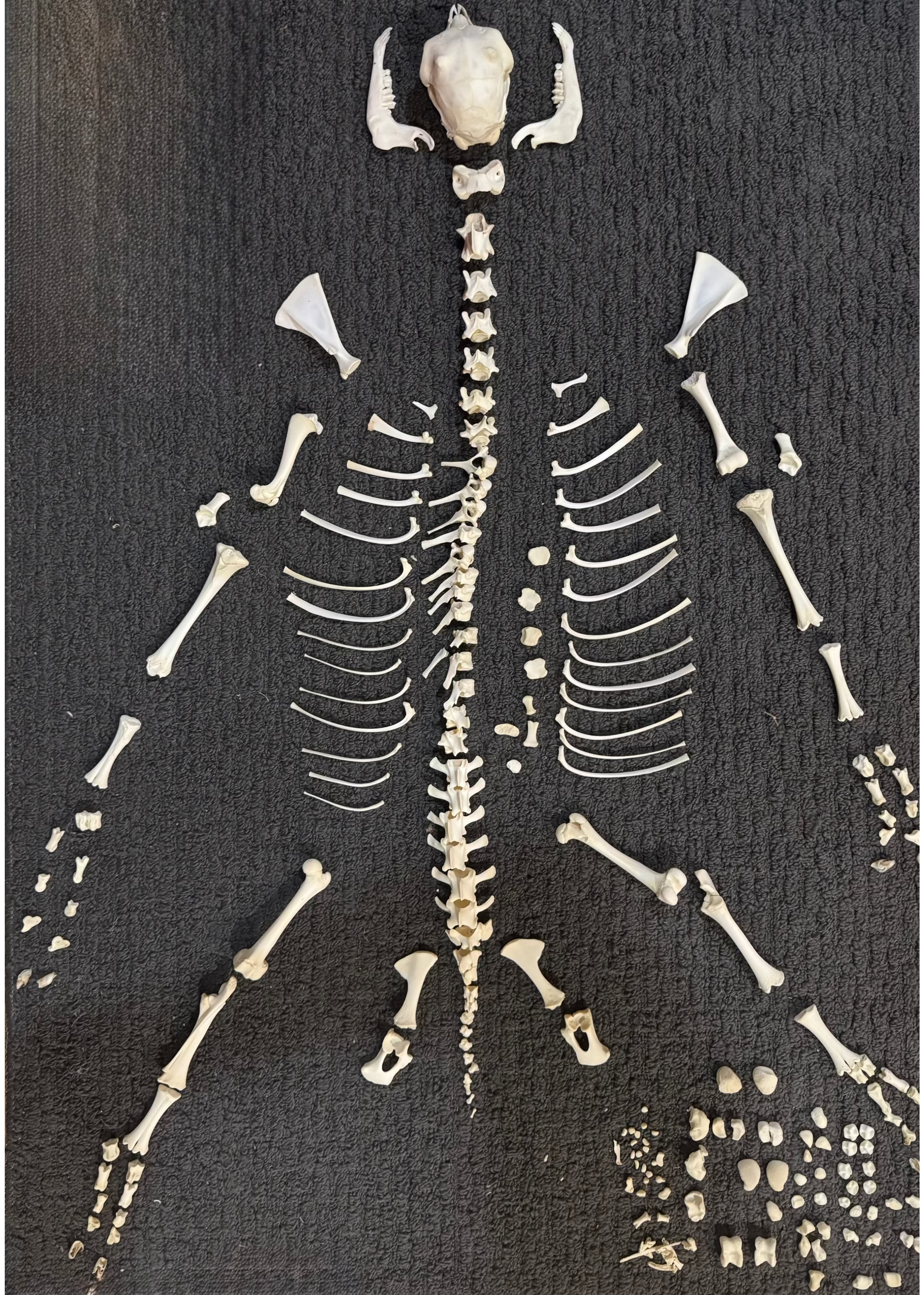 Nigerian Dwarf Goat Skeleton