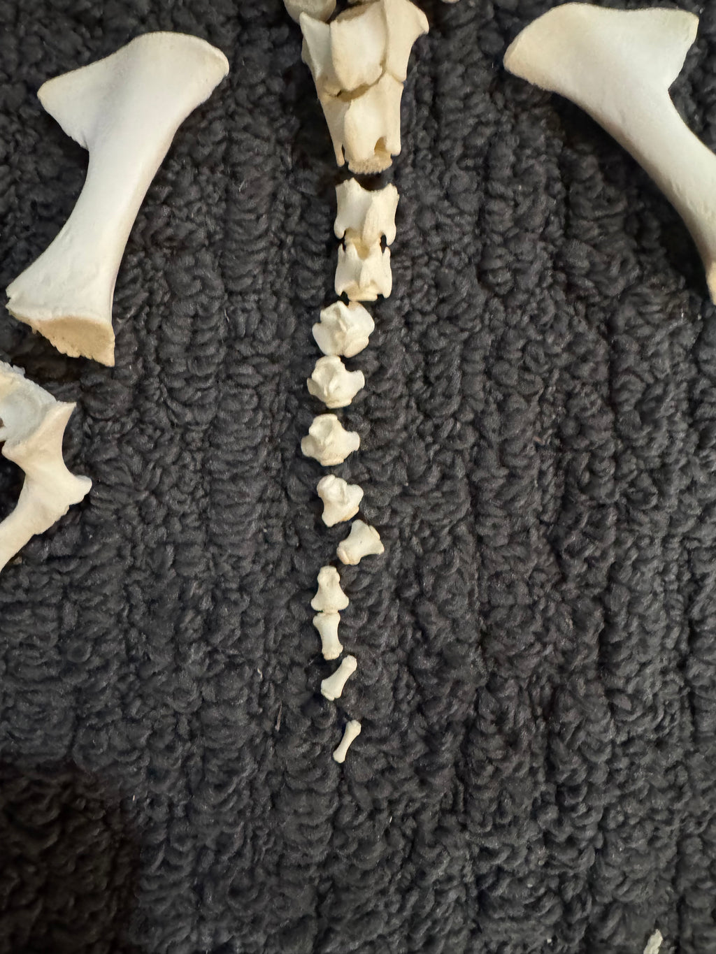 Nigerian Dwarf Goat Skeleton