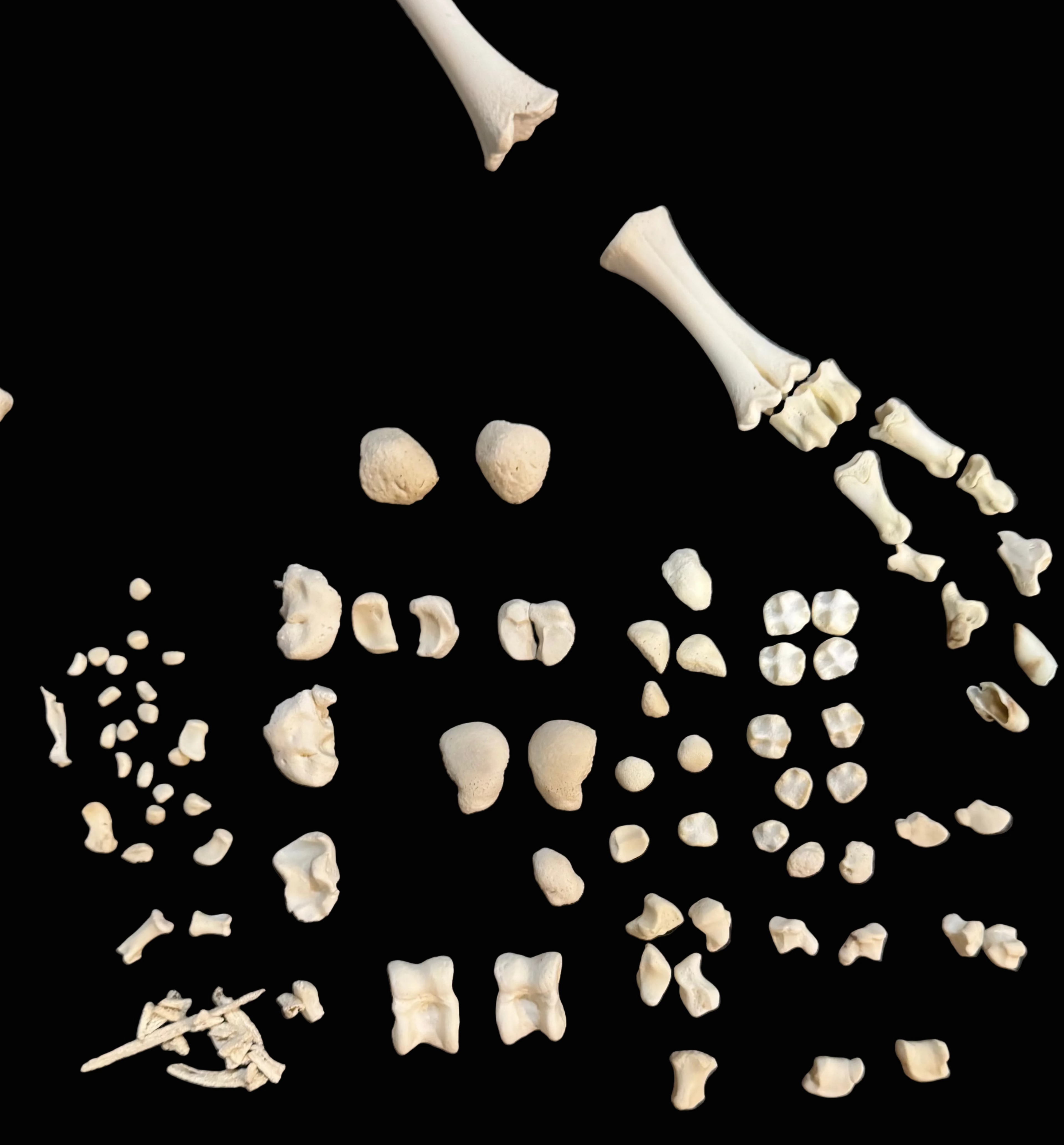 Nigerian Dwarf Goat Skeleton
