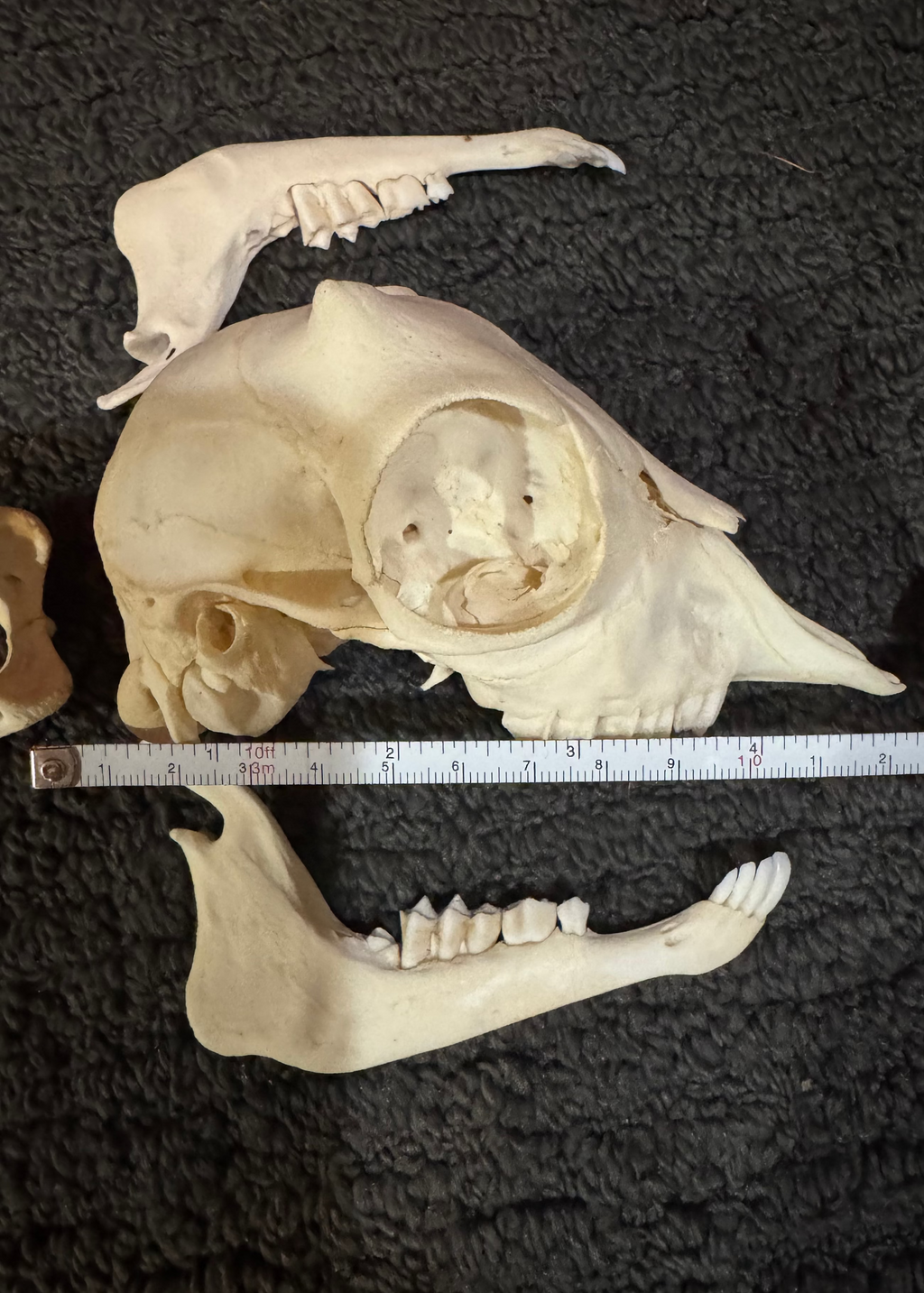 Nigerian Dwarf Goat Skeleton
