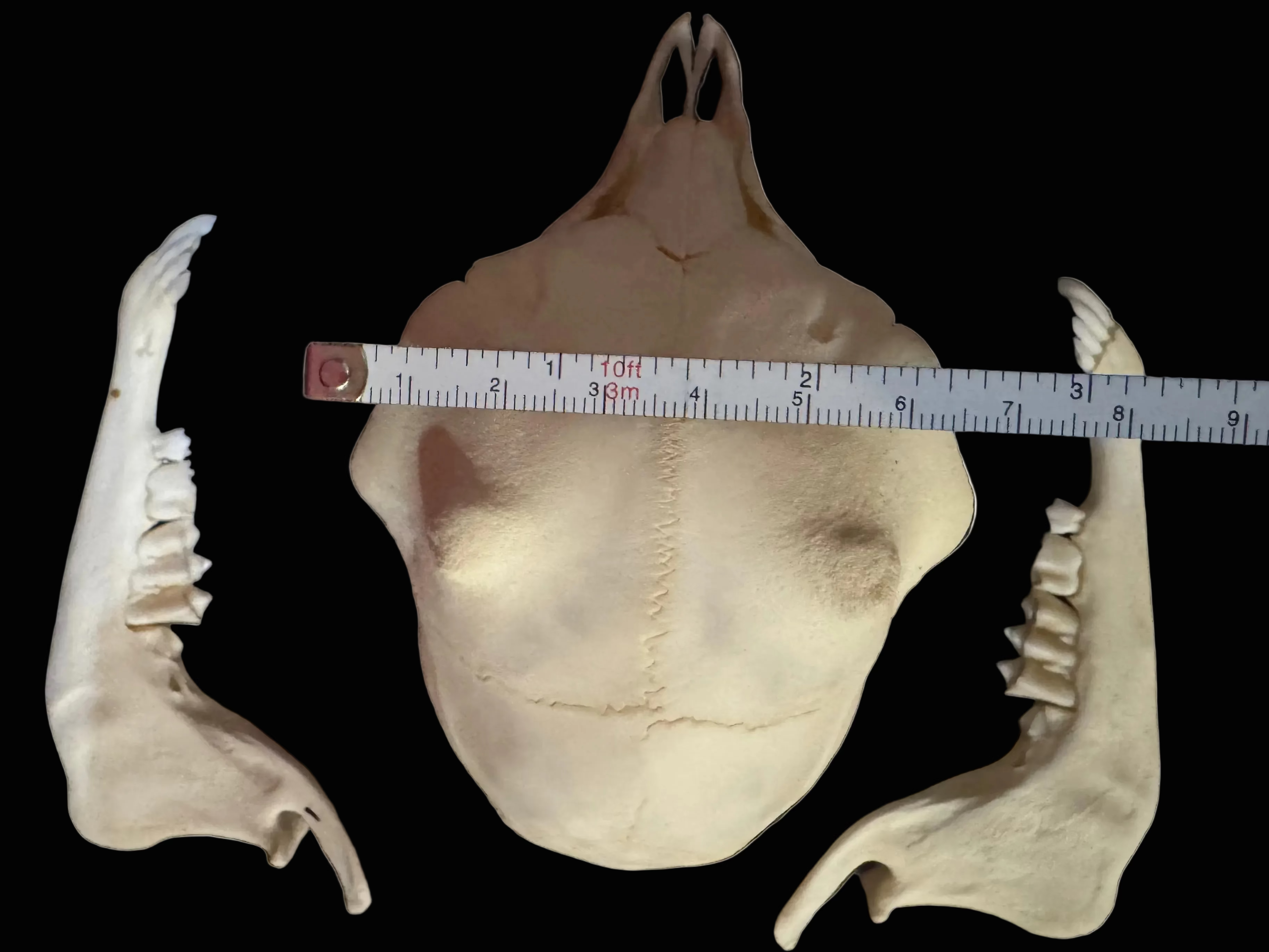 Nigerian Dwarf Goat Skeleton