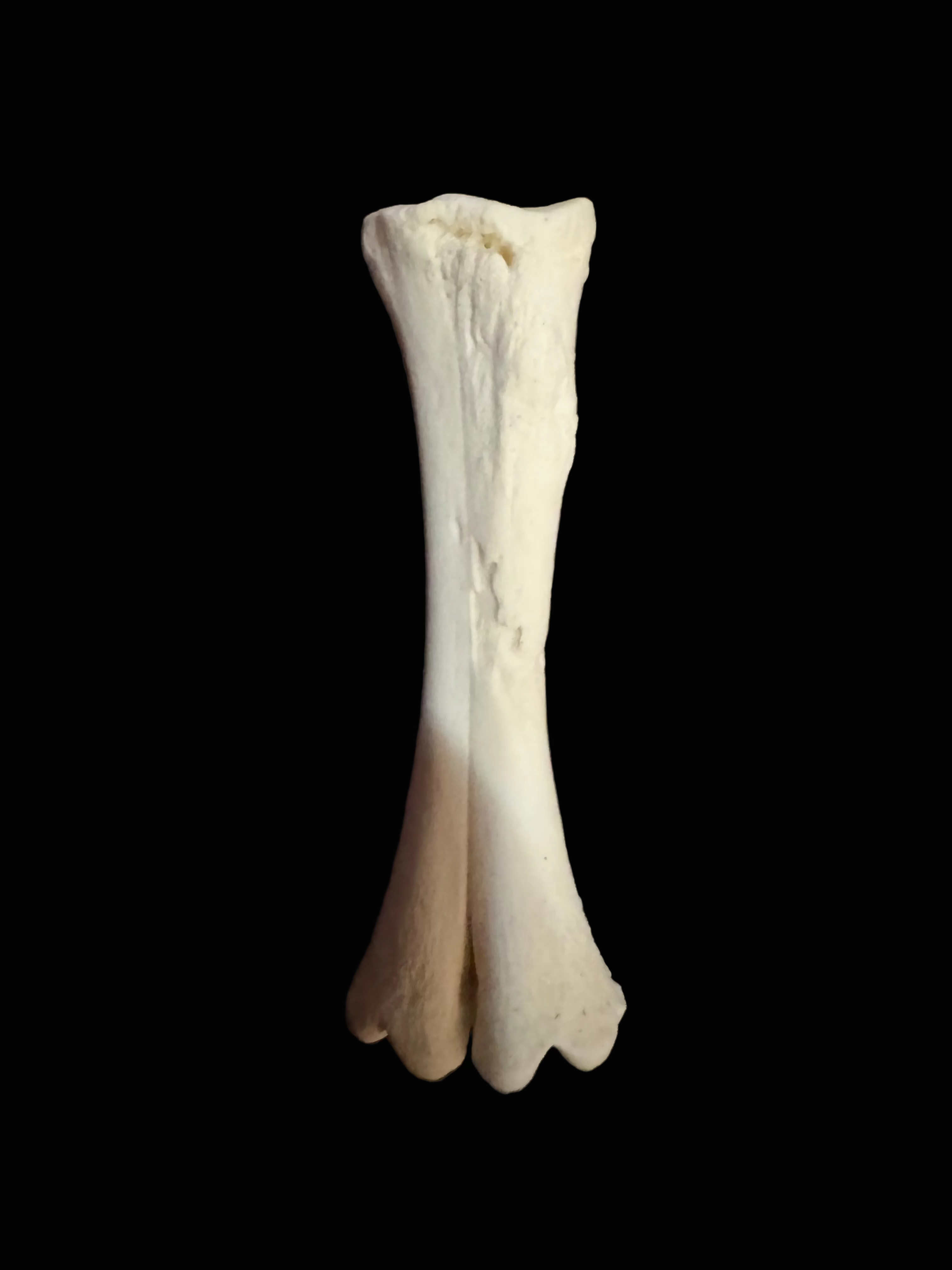 Nigerian Dwarf Goat Skeleton