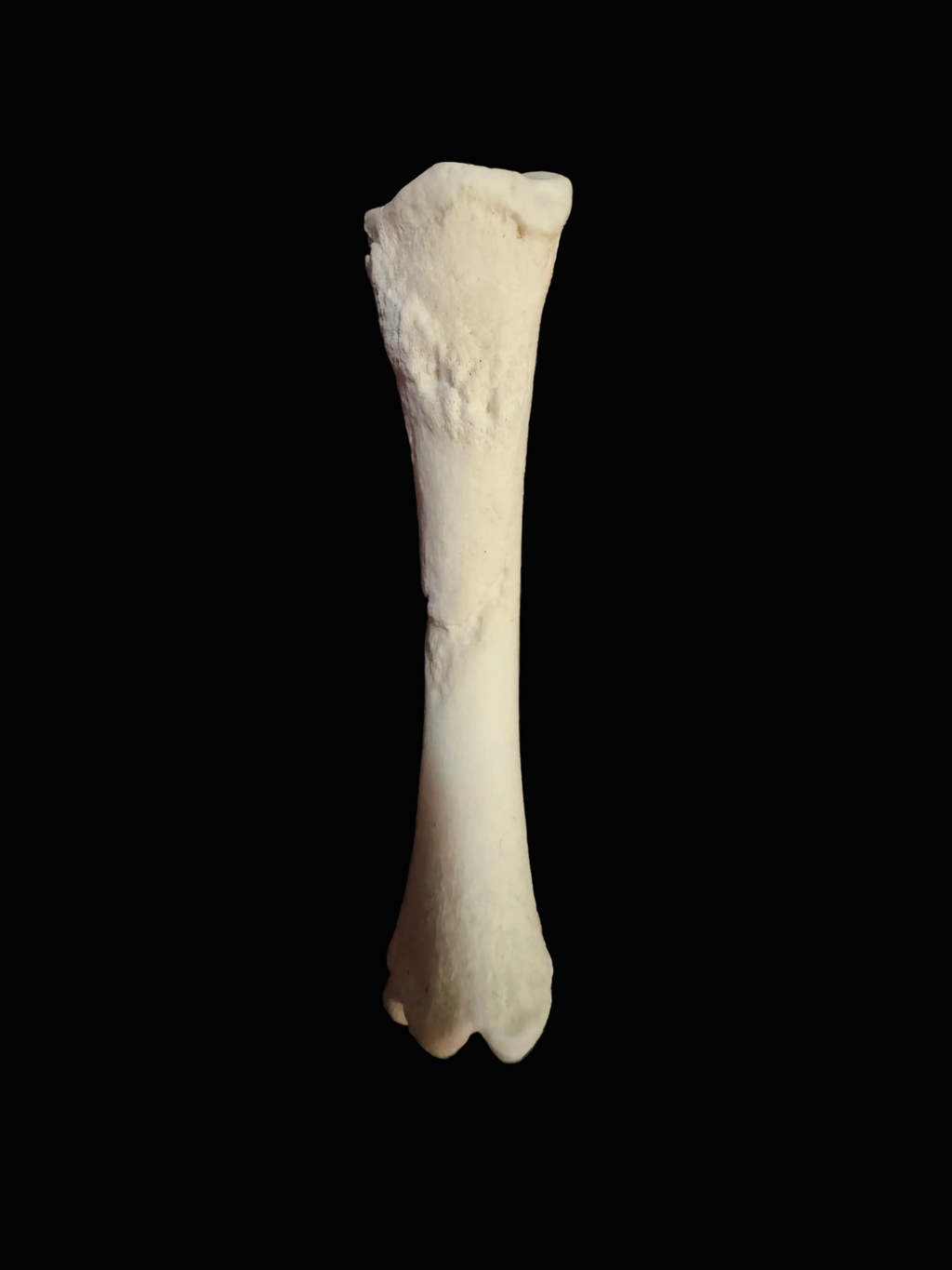 Nigerian Dwarf Goat Skeleton