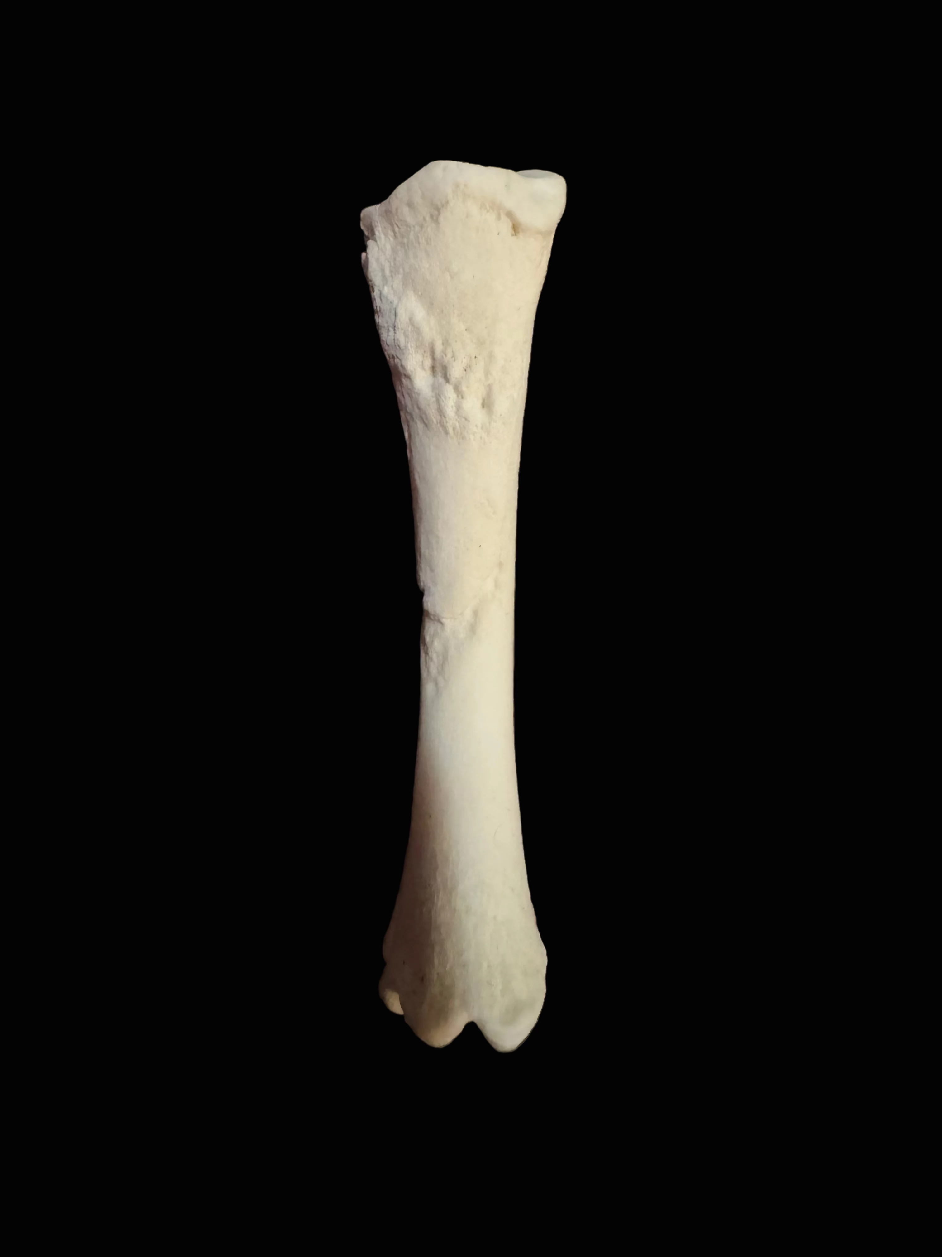 Nigerian Dwarf Goat Skeleton