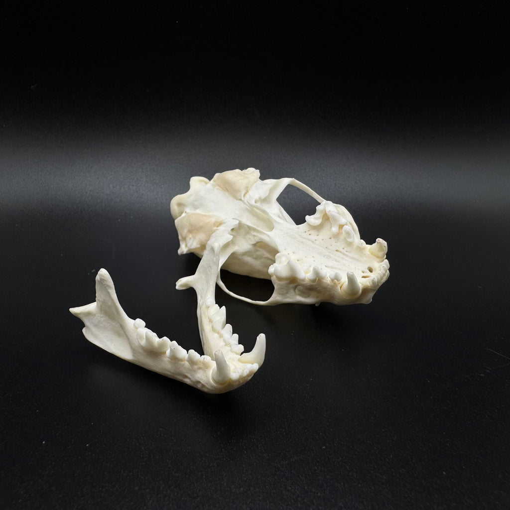Skunk Skull – Professionally Cleaned