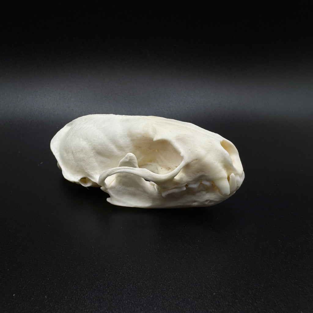Skunk Skull – Professionally Cleaned