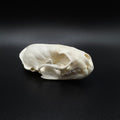 Skunk Skull – Professionally Cleaned