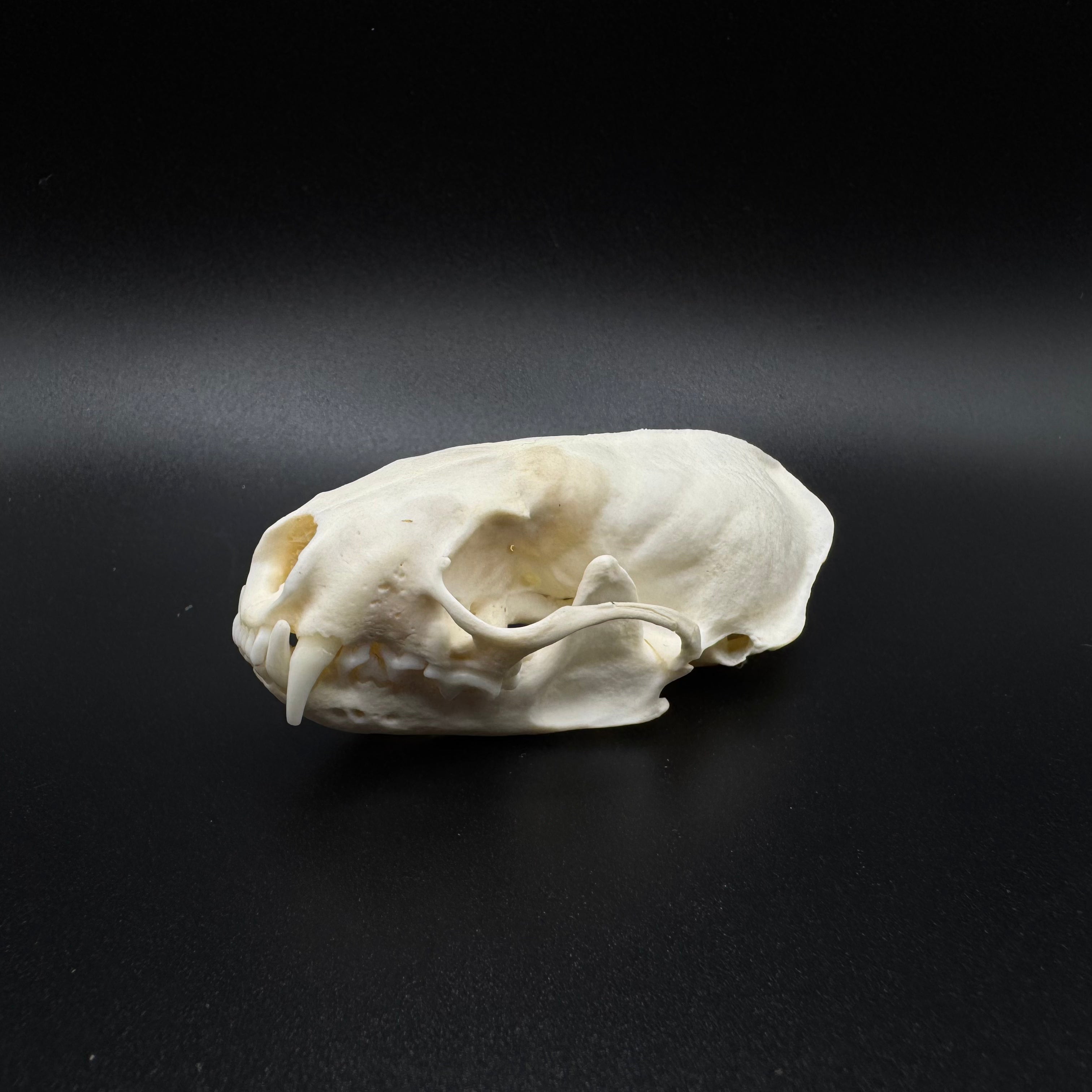 Skunk Skull – Professionally Cleaned
