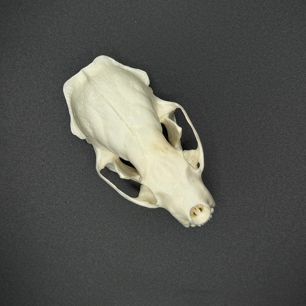 Skunk Skull – Professionally Cleaned