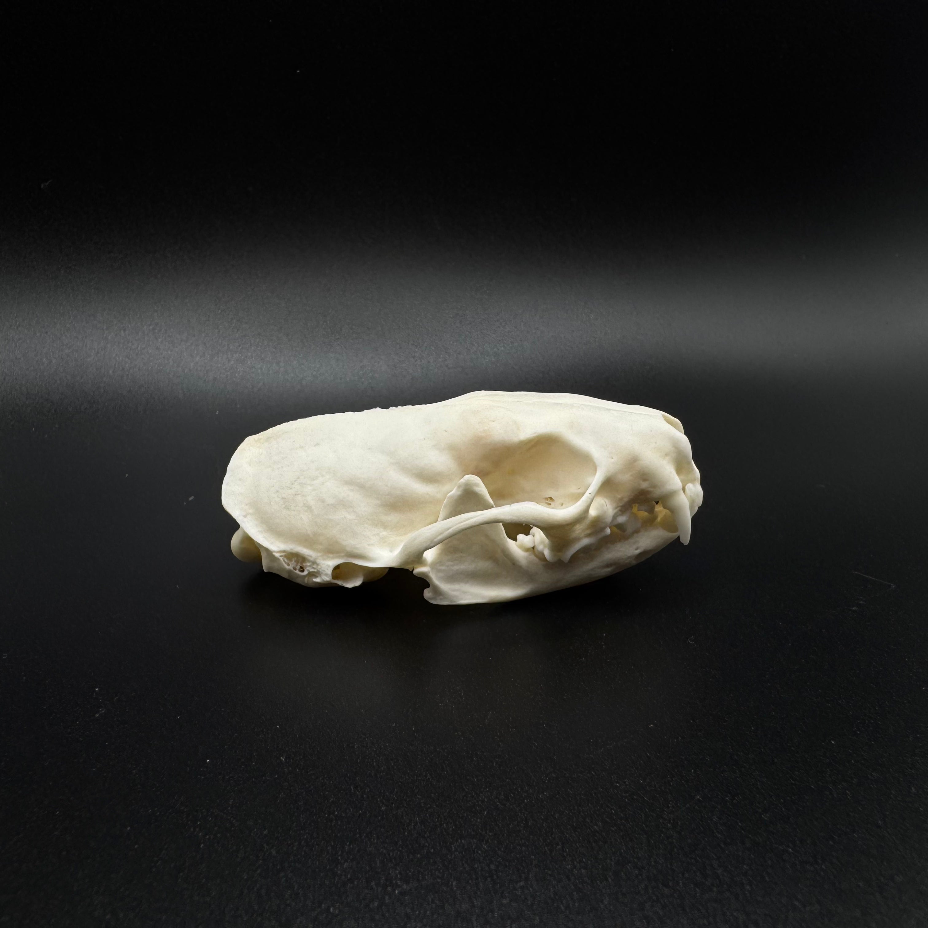 American Mink Skull – Professionally Cleaned