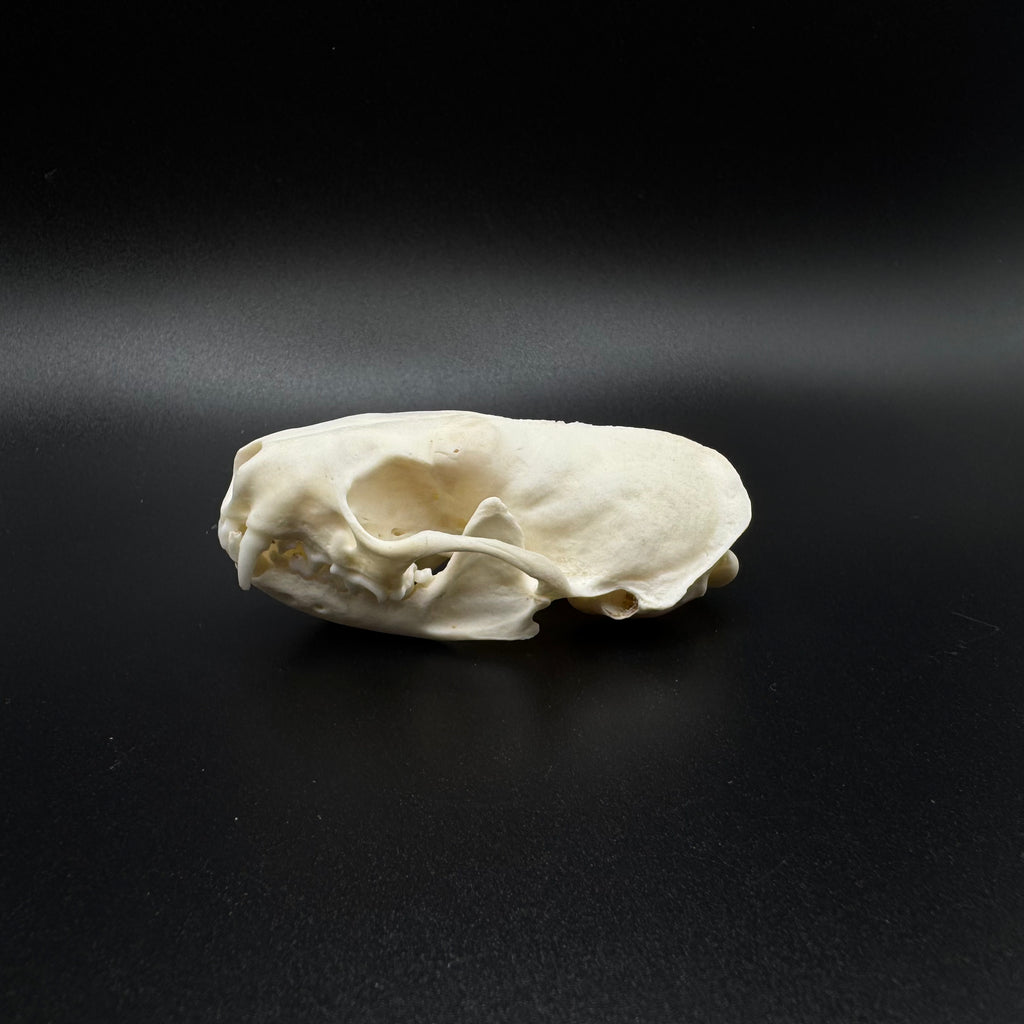 American Mink Skull – Professionally Cleaned