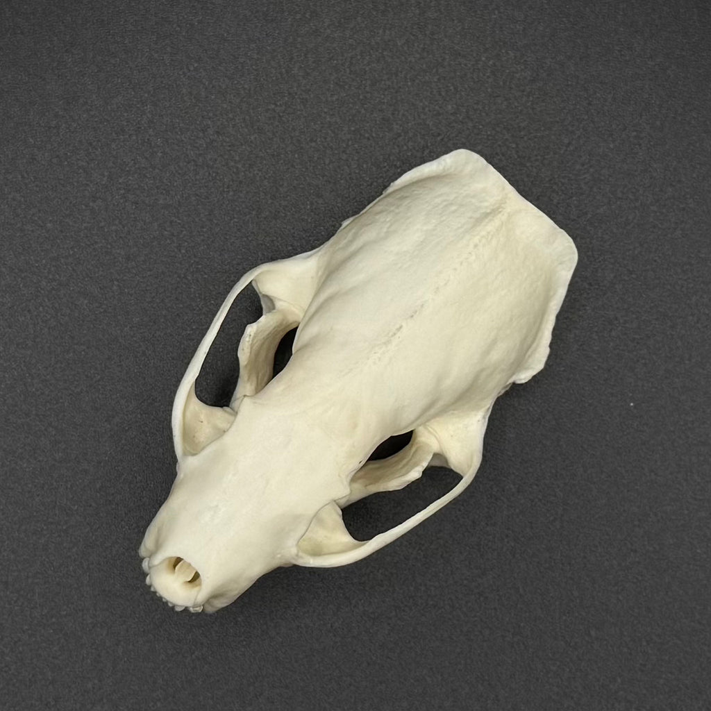 American Mink Skull – Professionally Cleaned