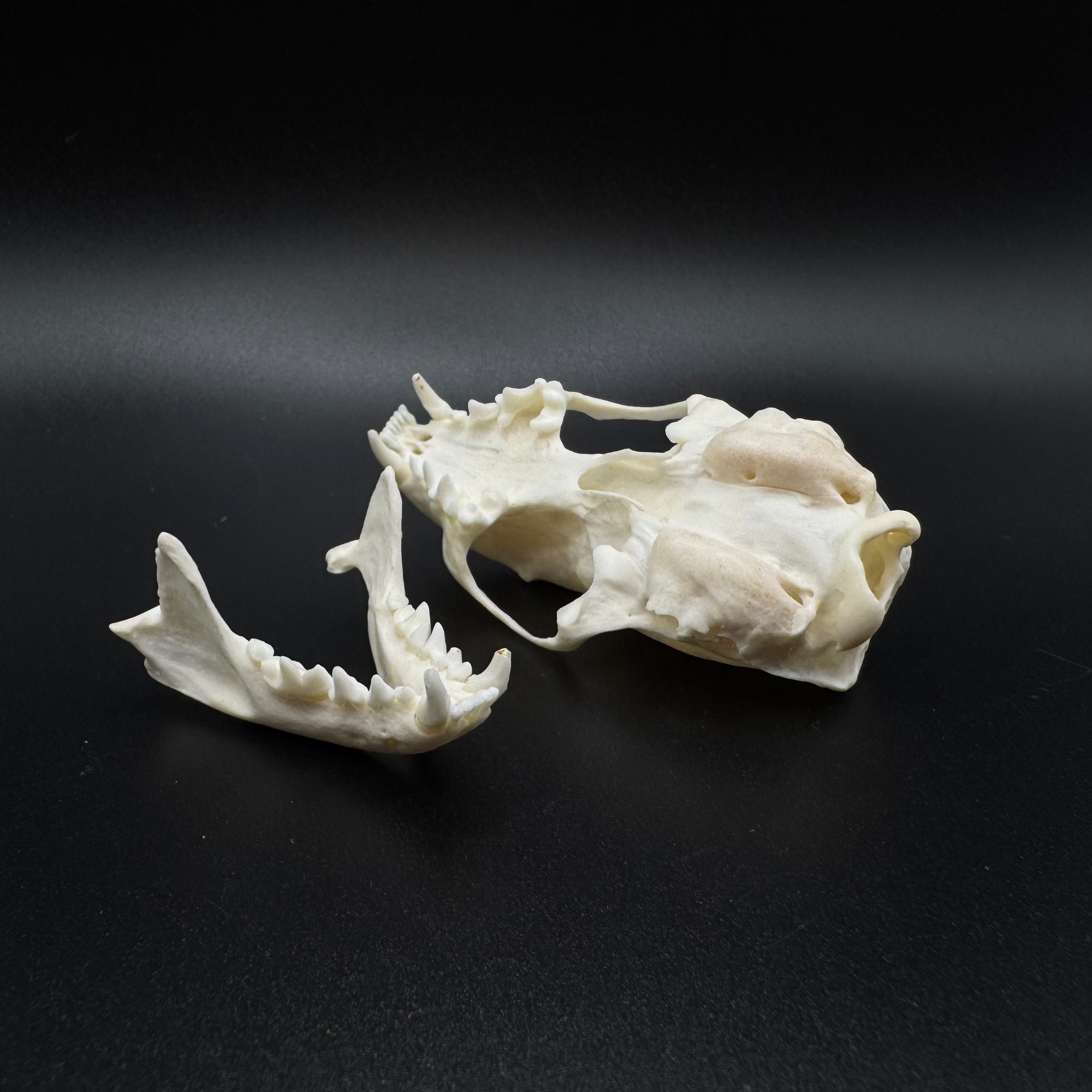 American Mink Skull – Professionally Cleaned