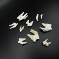 Cleaned Coyote Teeth (Set of 10)