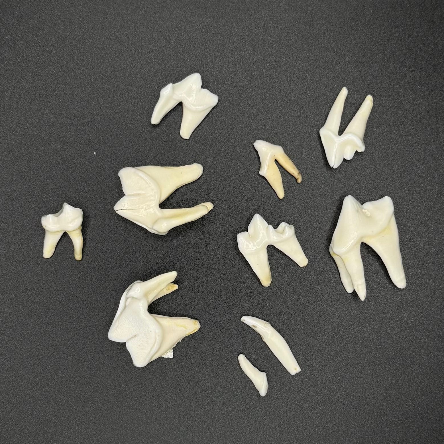 Cleaned Coyote Teeth (Set of 10)