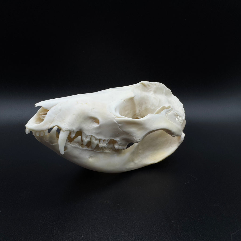 Virginia Opossum Skull – Professionally Cleaned