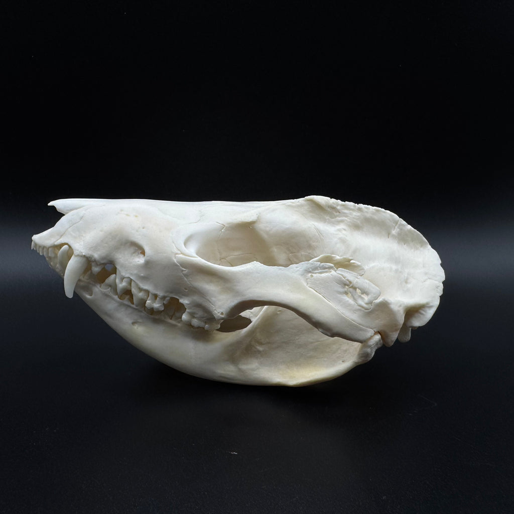 Virginia Opossum Skull – Professionally Cleaned