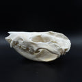 Virginia Opossum Skull – Professionally Cleaned