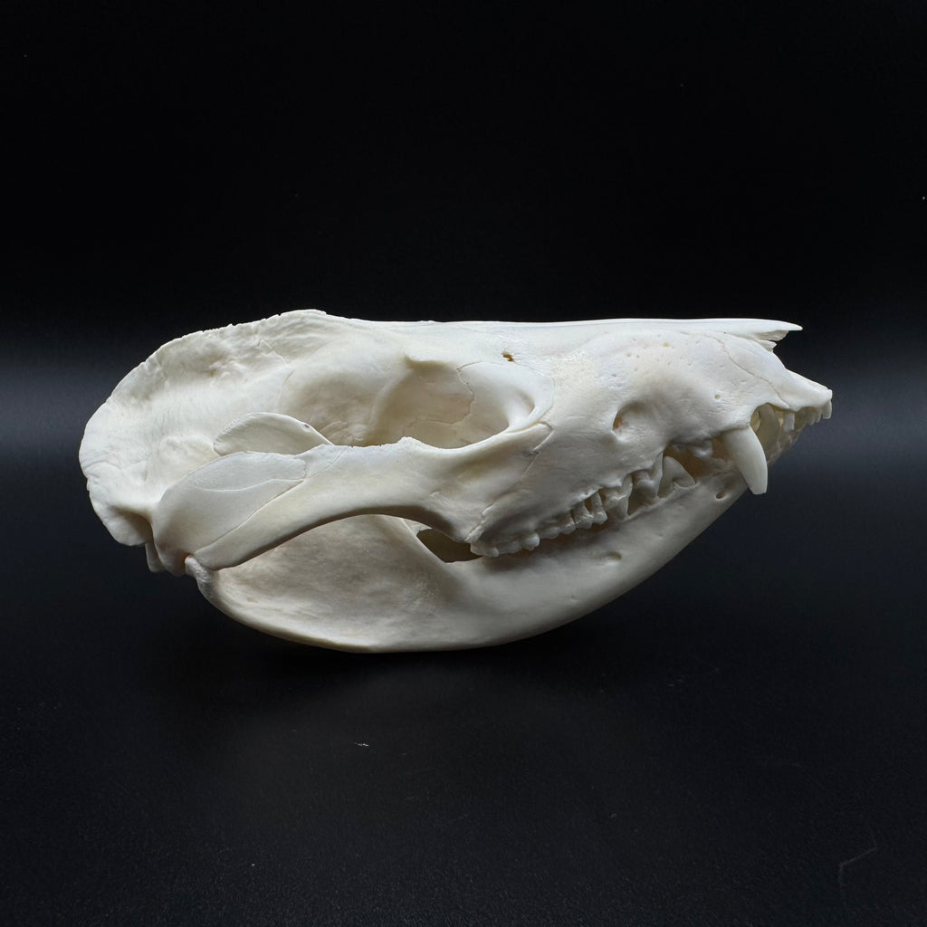 Virginia Opossum Skull – Professionally Cleaned