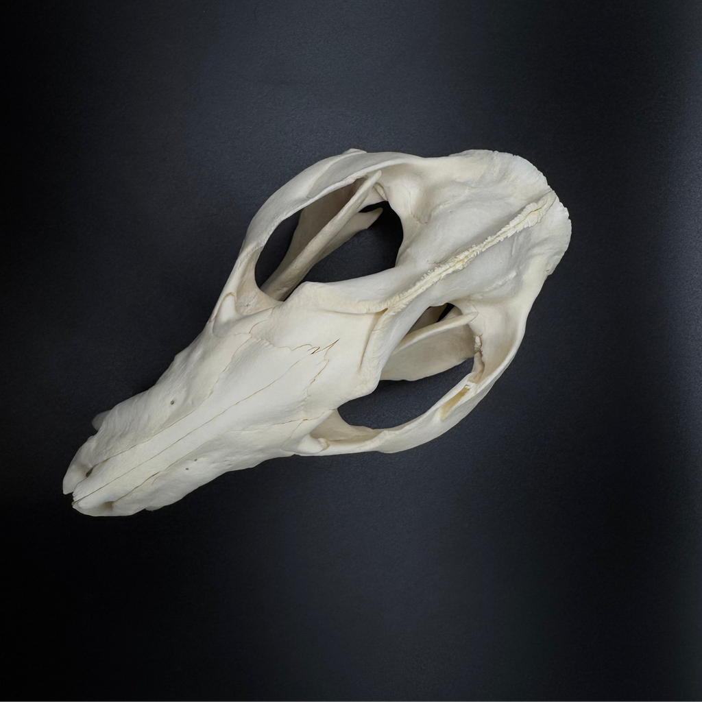 Virginia Opossum Skull – Professionally Cleaned