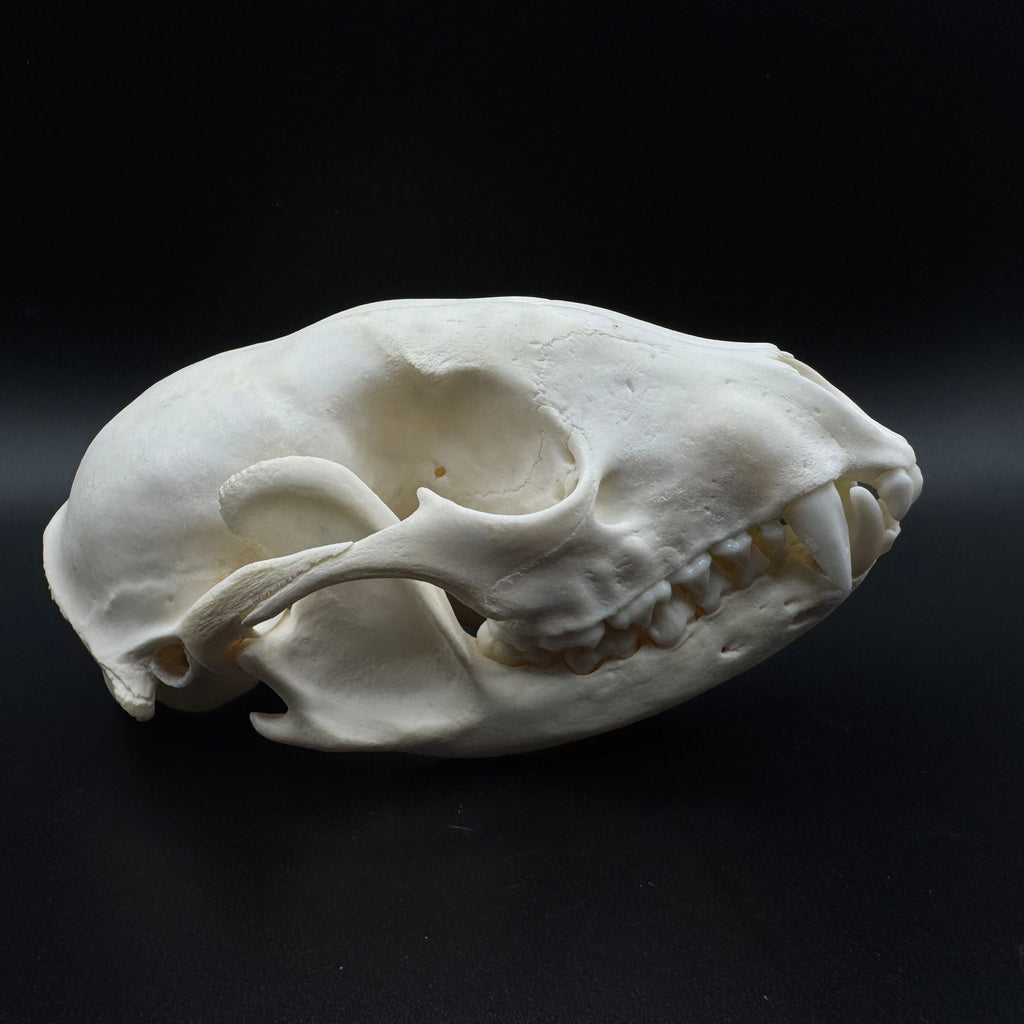 Raccoon Skull – Professionally Cleaned