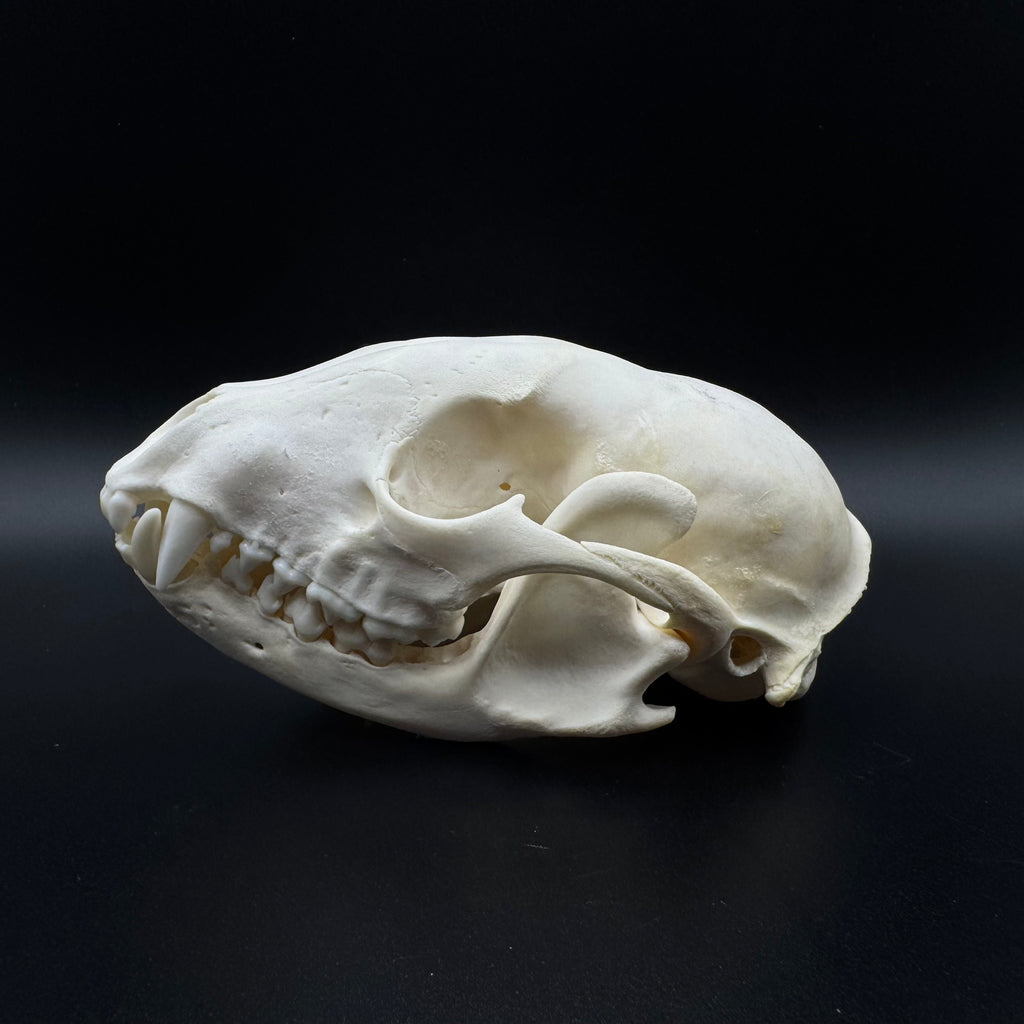Raccoon Skull – Professionally Cleaned