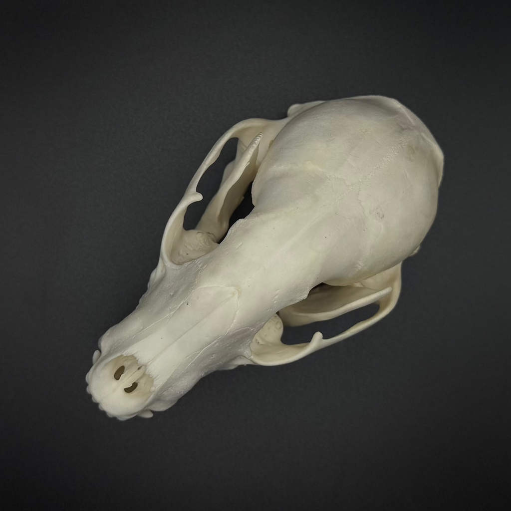 Raccoon Skull – Professionally Cleaned