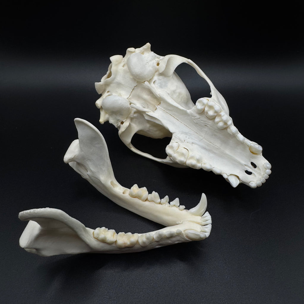 Raccoon Skull – Professionally Cleaned
