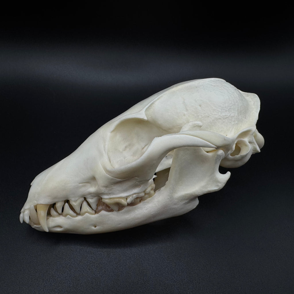 Gray Fox Skull – Professionally Cleaned