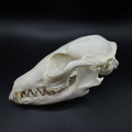 Gray Fox Skull – Professionally Cleaned