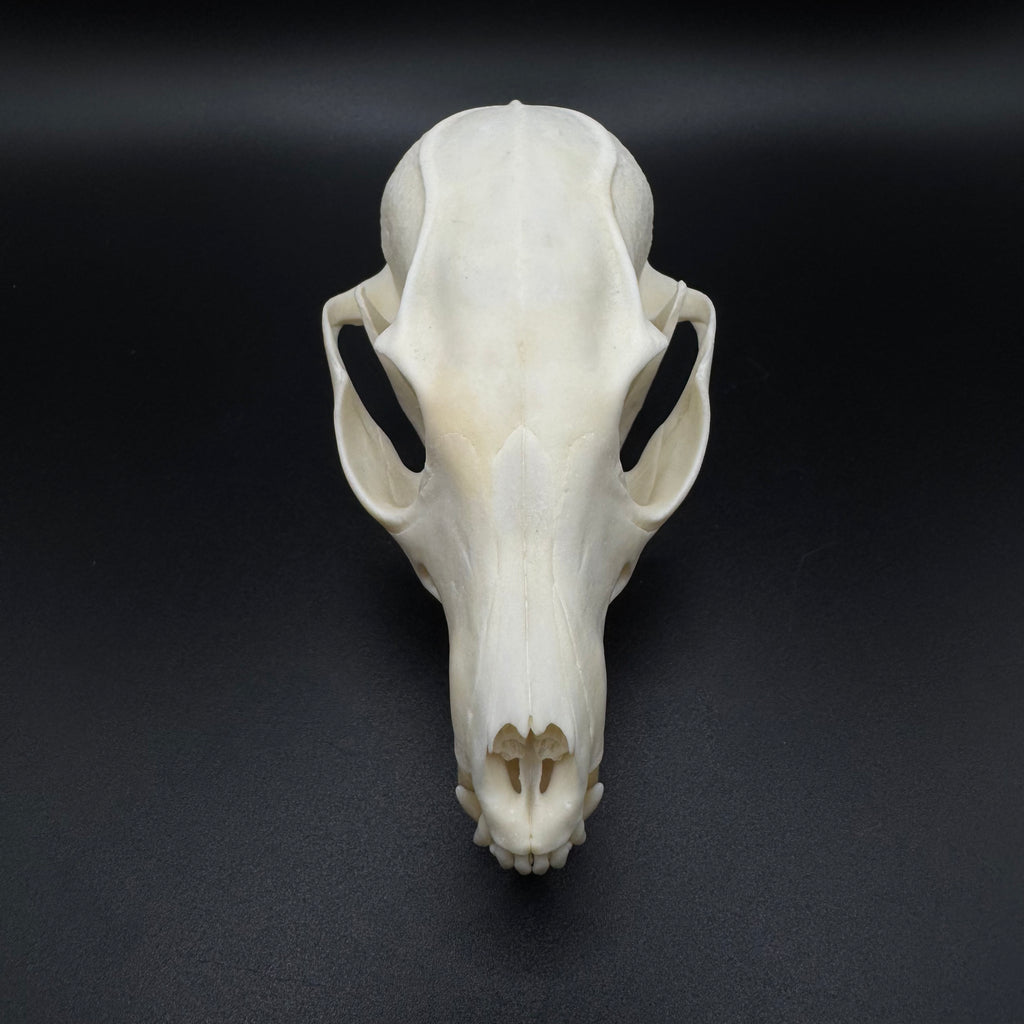 Gray Fox Skull – Professionally Cleaned