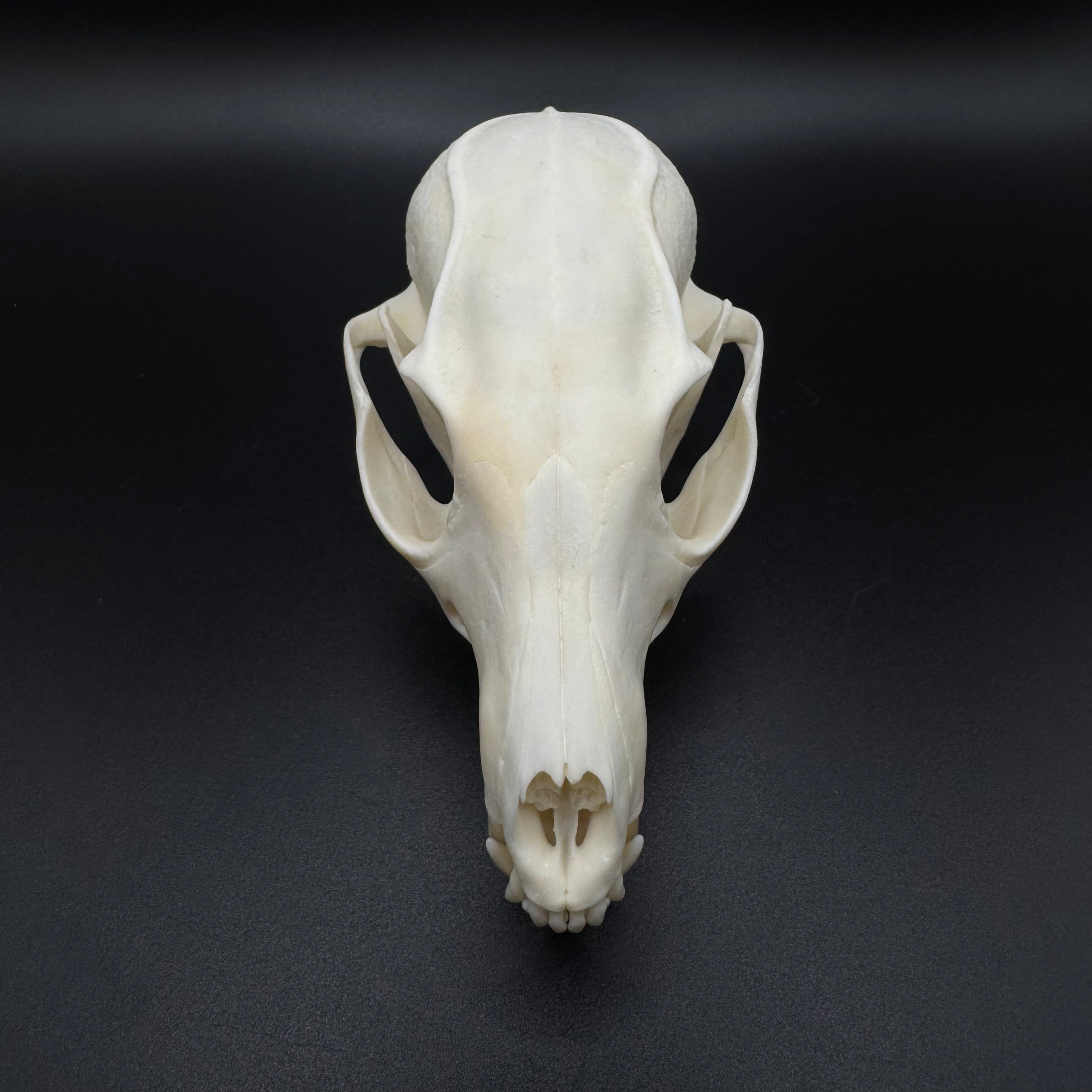 Gray Fox Skull – Professionally Cleaned
