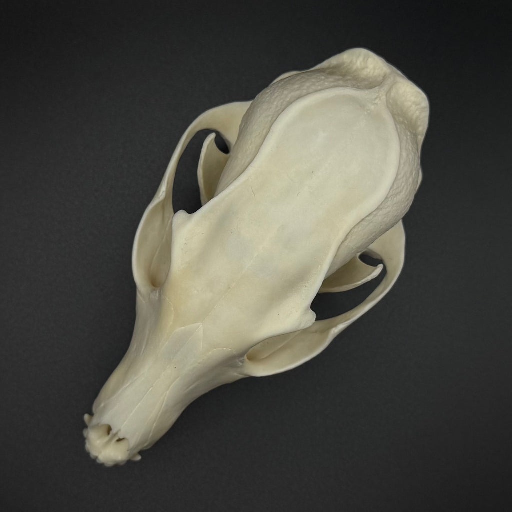 Gray Fox Skull – Professionally Cleaned