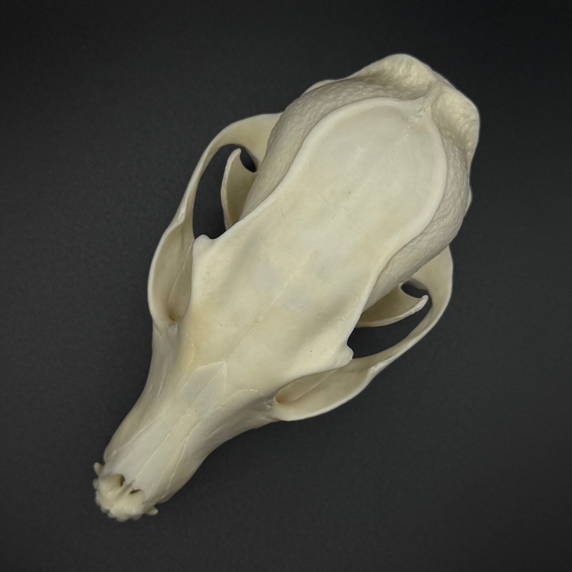 Gray Fox Skull – Professionally Cleaned