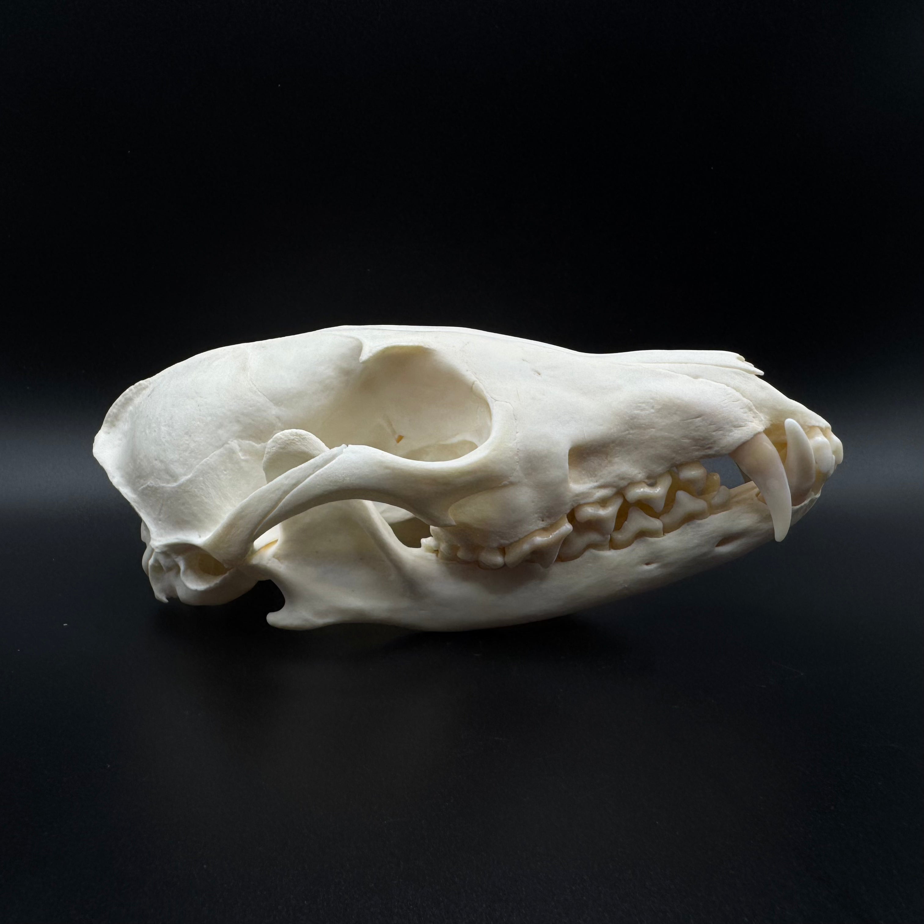 Red Fox Skull – Professionally Cleaned