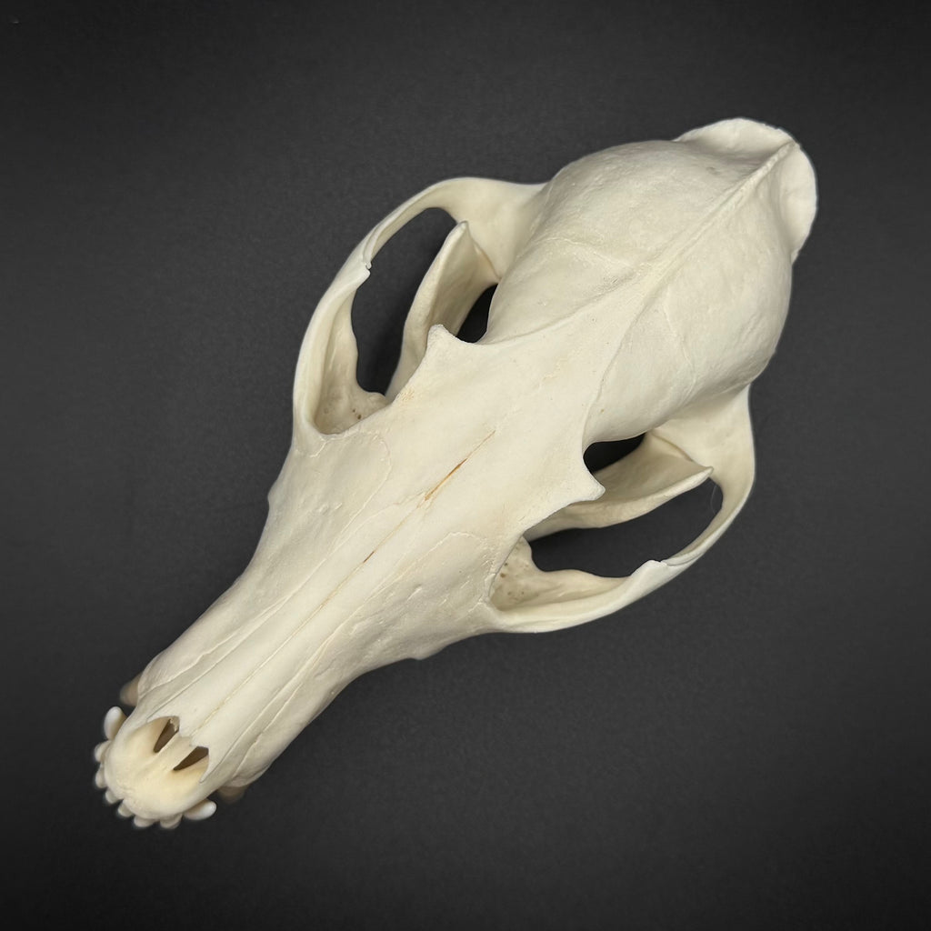Red Fox Skull – Professionally Cleaned
