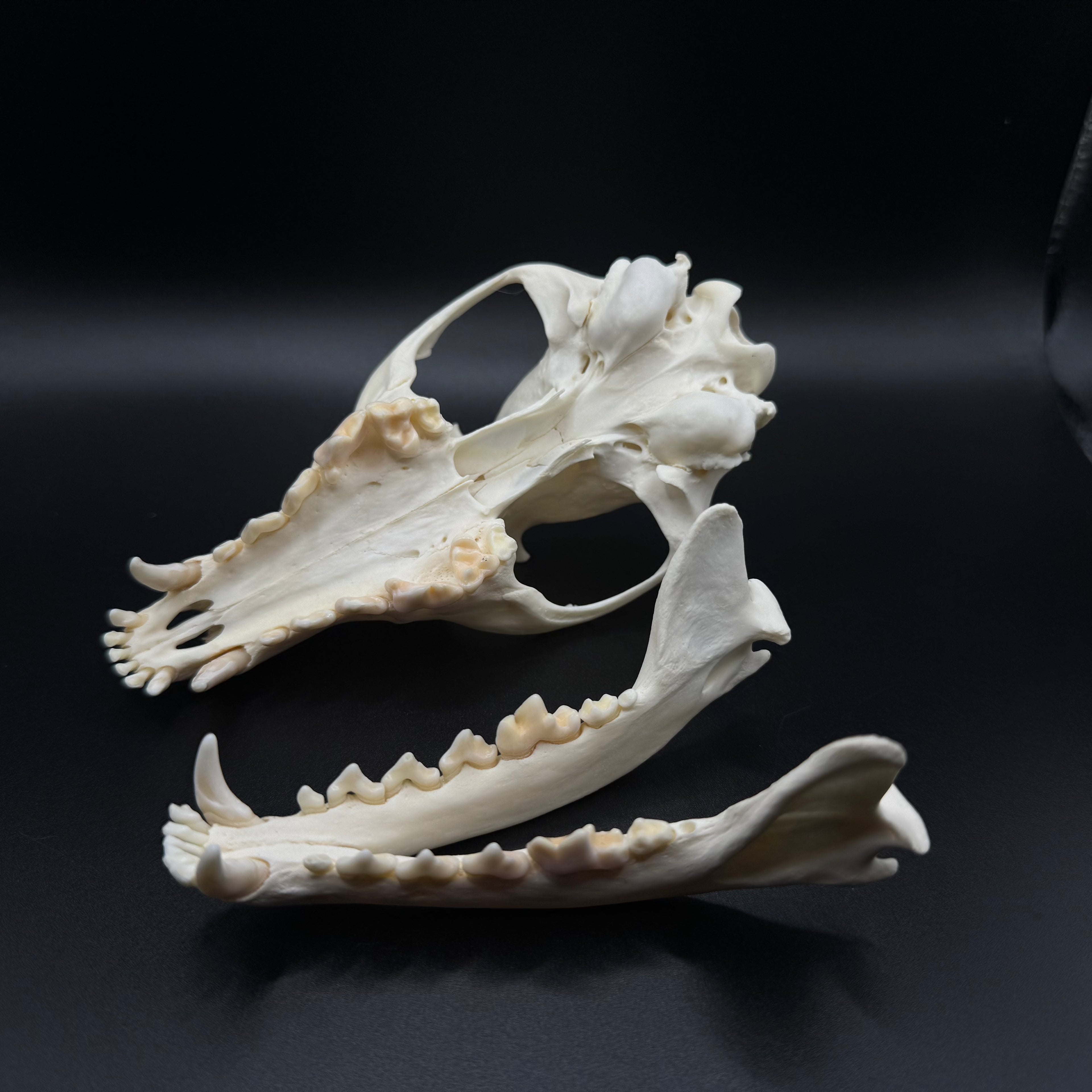 Red Fox Skull – Professionally Cleaned