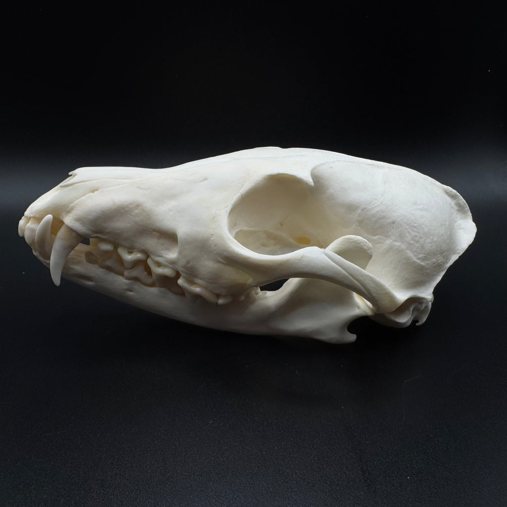 Red Fox Skull – Professionally Cleaned