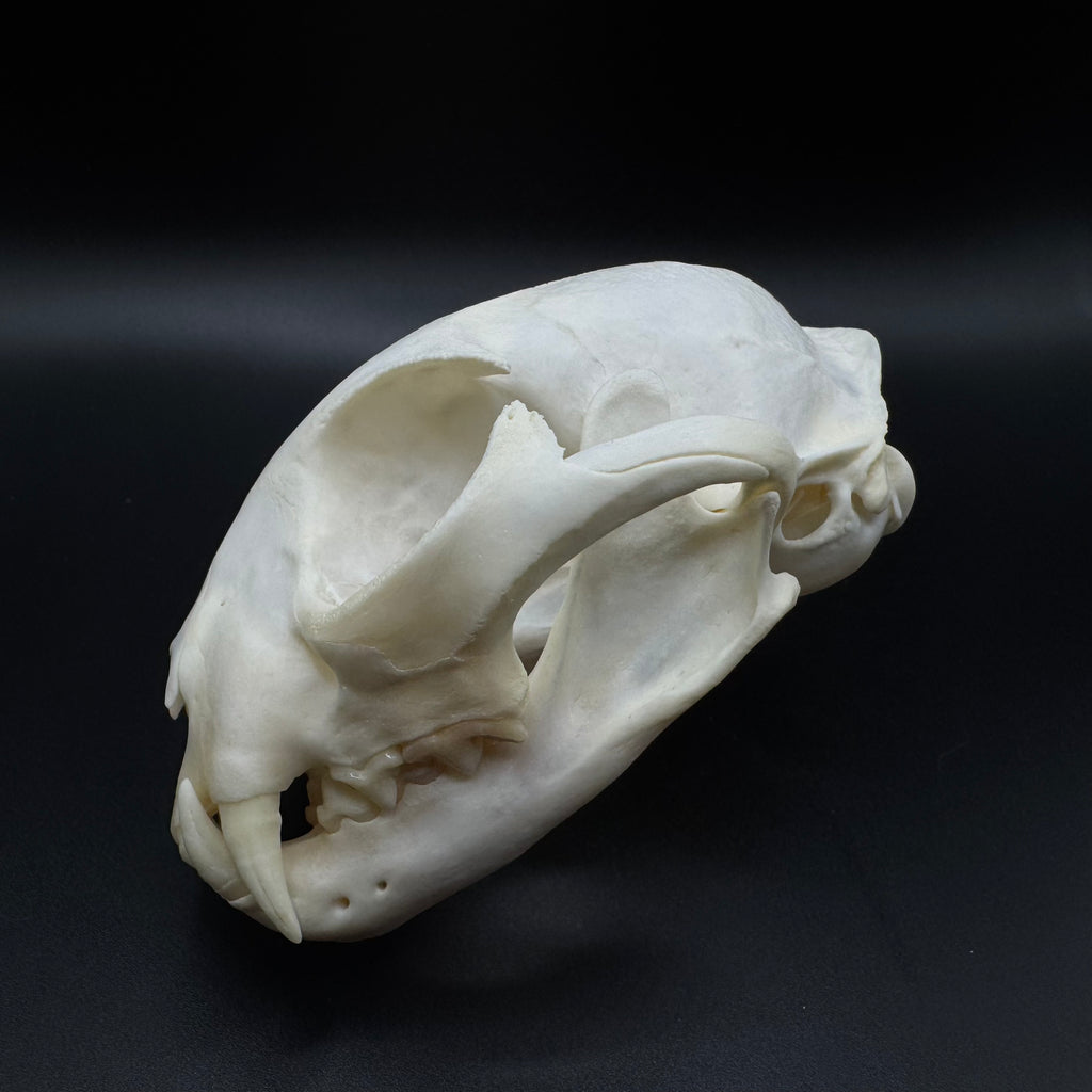 Bobcat Skull – Professionally Cleaned