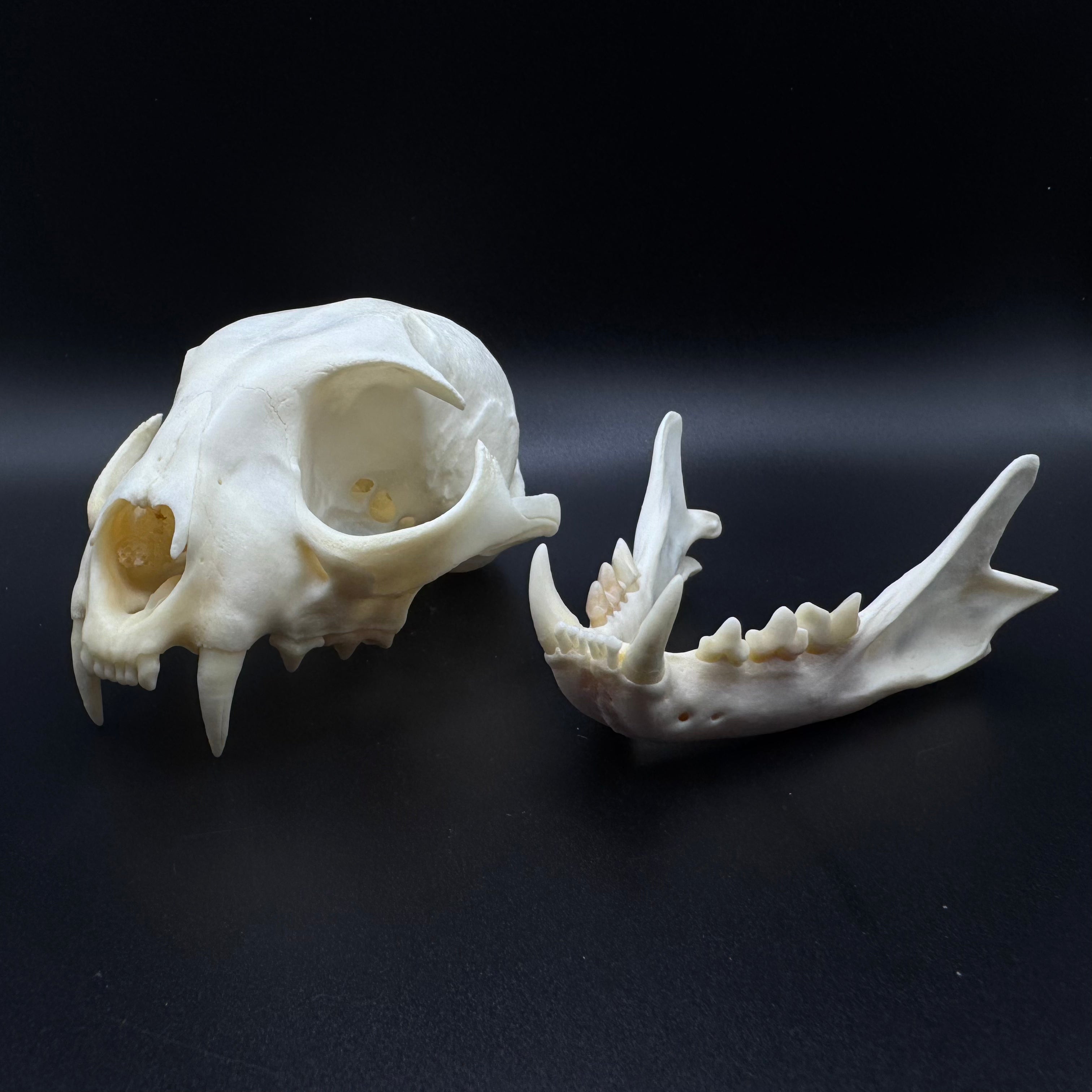 Bobcat Skull – Professionally Cleaned