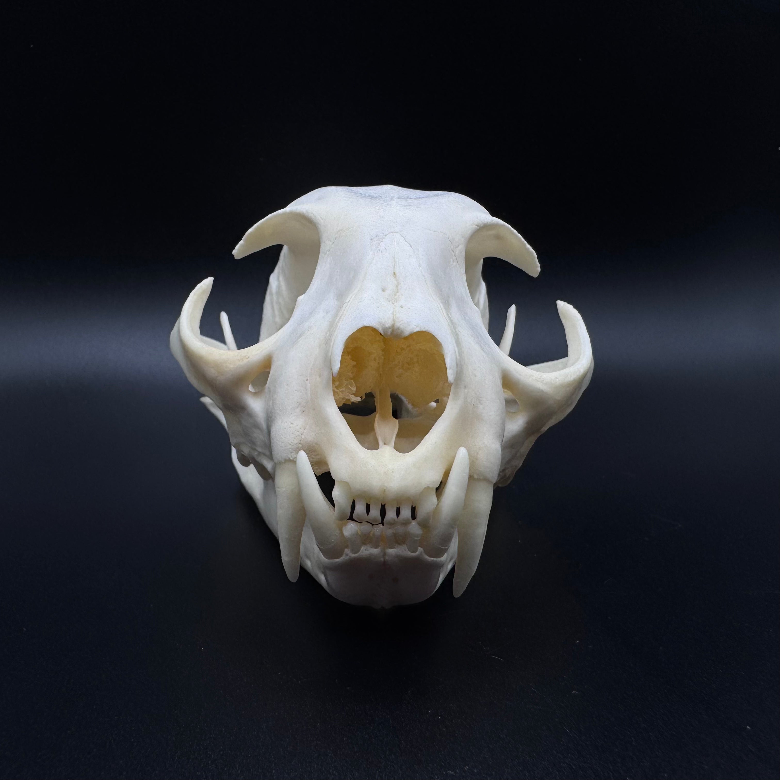 Bobcat Skull – Professionally Cleaned