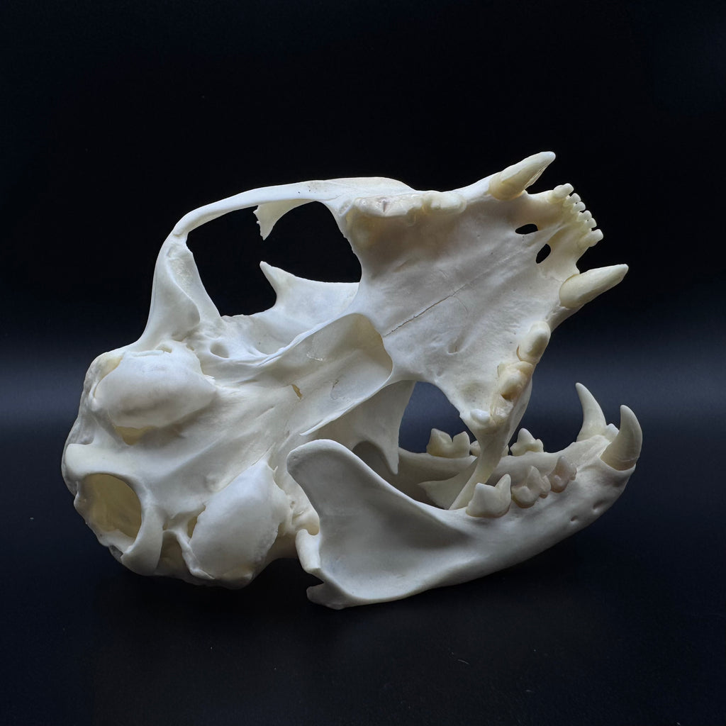 Bobcat Skull – Professionally Cleaned