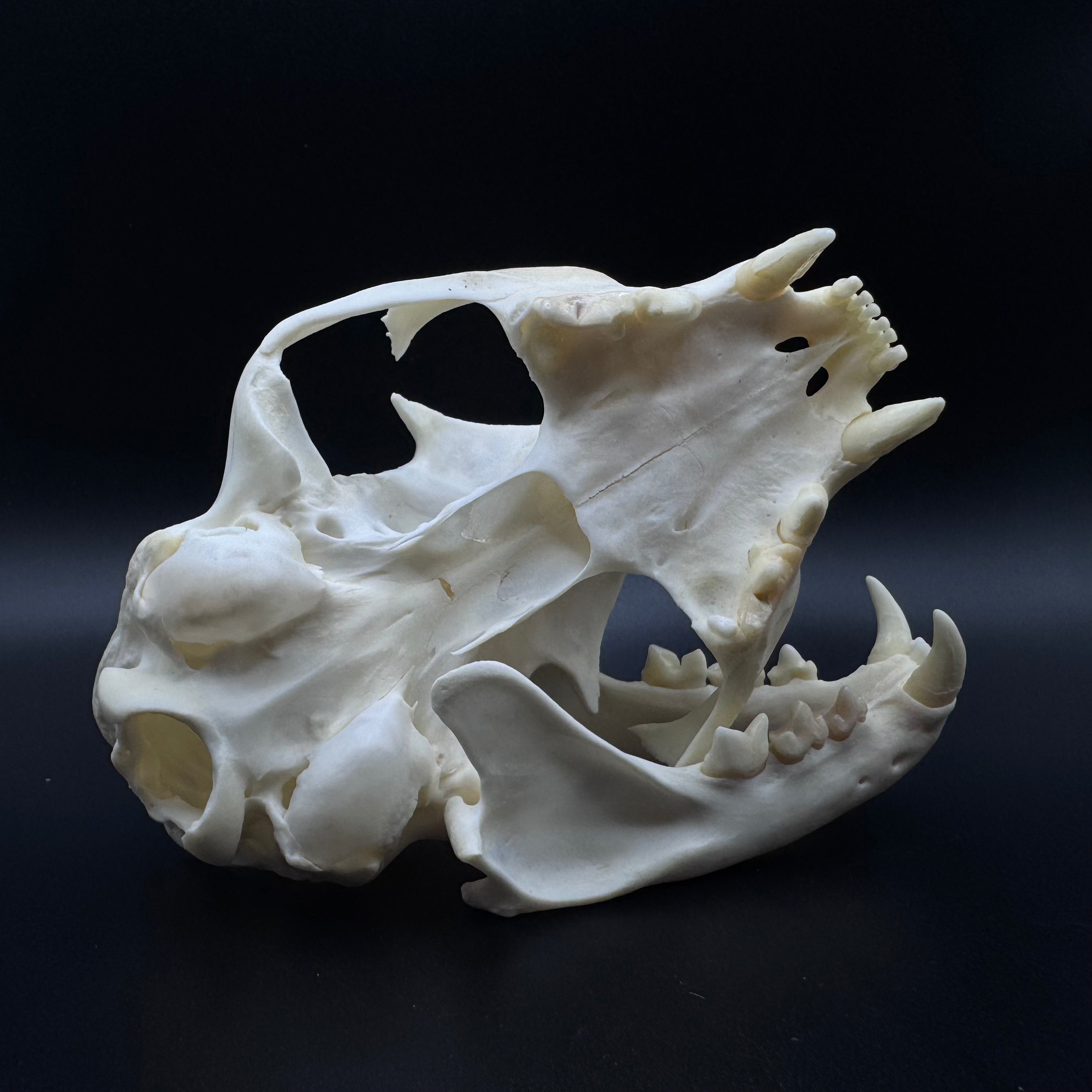 Bobcat Skull – Professionally Cleaned