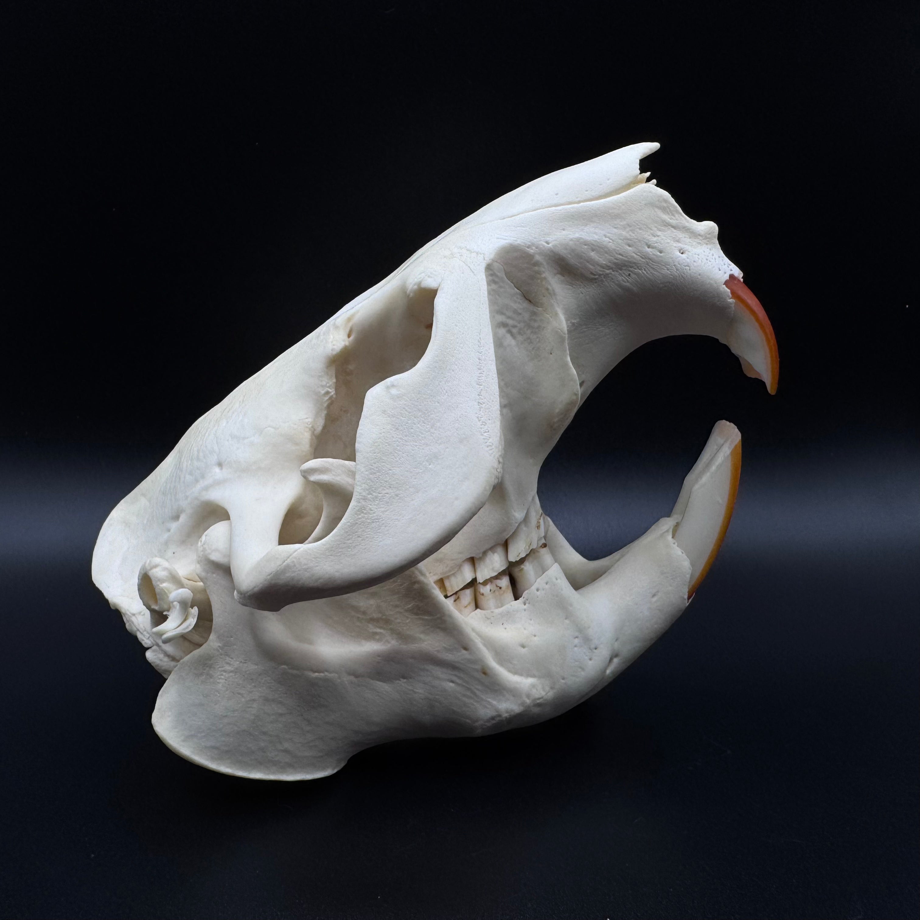 Beaver Skull – Professionally Cleaned