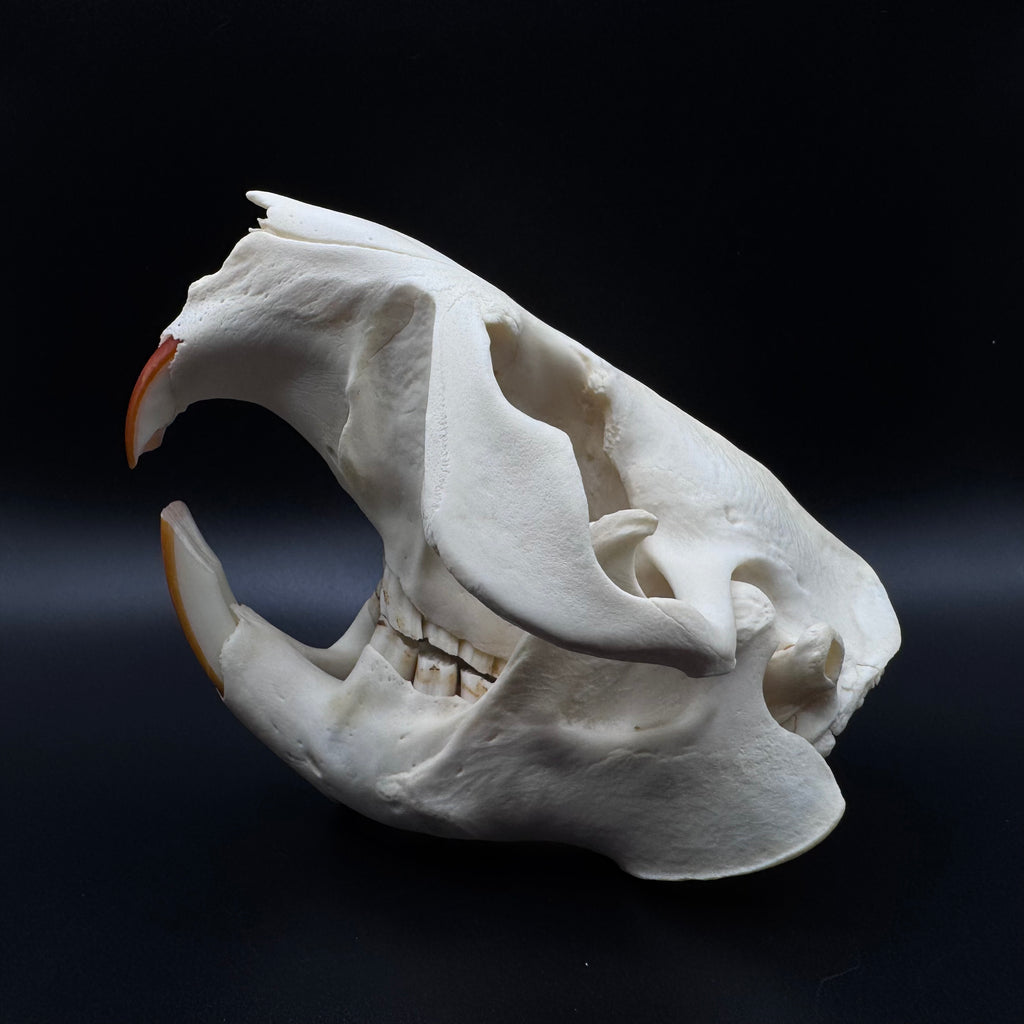 Beaver Skull – Professionally Cleaned
