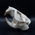 Beaver Skull – Professionally Cleaned