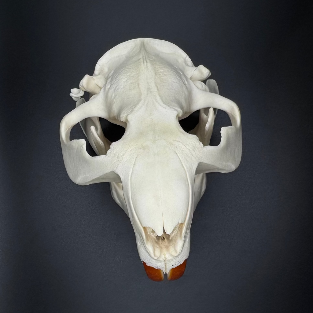 Beaver Skull – Professionally Cleaned